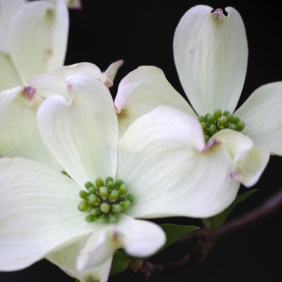 Pointe Shoe Bundle (Reserved) - Picture 1 of 1